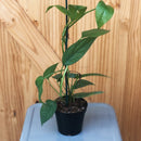 Epipremnum, Cebu Blue, Live Plant, 4 in. Pot