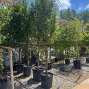 Hornbeam Tree, Columnar, 15 Gallon