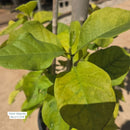 Genie Magnolia Tree, 5 Gal.