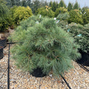 Ground Hugger White Pine - Pinus strobus - 6 Gallon Potted Shrub