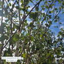 Whitebark Himalayan Birch - Betula utilis 'var. jacquemontii' - 2" Caliper Ball & Burlap Tree