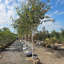 Whitebark Himalayan Birch - Betula utilis 'var. jacquemontii' - 2" Caliper Ball & Burlap Tree