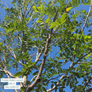 Black Locust - Robinia pseudoacacia - 3" Caliper Ball & Burlap Tree
