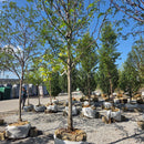 Black Locust - Robinia pseudoacacia - 3" Caliper Ball & Burlap Tree