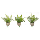 Melrose International, Potted Fern, 9.5", Assorted & Sold Separately