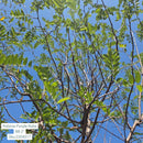 Purple Robe Locust - Robinia pseudoacacia 'Purple Robe' - 2" Caliper Ball & Burlap Tree