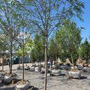 Purple Robe Locust - Robinia pseudoacacia 'Purple Robe' - 2" Caliper Ball & Burlap Tree