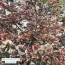 Tricolor Beech - Fagus sylvatica 'Roseomarginata' - 1.5" Caliper Ball & Burlap Tree