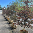 Tricolor Beech - Fagus sylvatica 'Roseomarginata' - 1.5" Caliper Ball & Burlap Tree