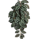 Komodo, Climbing Plant Zebrina, Large