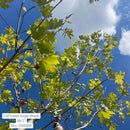 Sugar Maple - Acer saccharum - 2" Caliper Ball & Burlap Tree