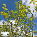 Lucas Columnar Hornbeam - Carpinus betulus 'Lucas' - 6-7 Foot Ball & Burlap Tree
