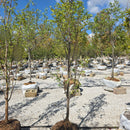 Lucas Columnar Hornbeam - Carpinus betulus 'Lucas' - 6-7 Foot Ball & Burlap Tree