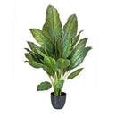 Regency, Potted Green Natural Touch Spathipyhylum, x20, 34"