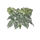 Regency, Caladium Bush, x18, 18"