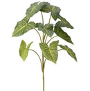 Regency, Nephthytis Plant Plus, 32'