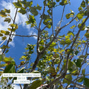 Summer Sensation Red Maple - Acer rubrum - 2.5" Caliper Ball & Burlap Tree