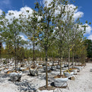 Summer Sensation Red Maple - Acer rubrum - 2.5" Caliper Ball & Burlap Tree
