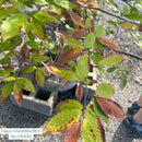 American Beech - Fagus grandifolia - 2" Caliper Ball & Burlap Tree