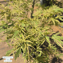 Japanese Maple Tree, 3 Gal.