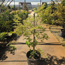 Japanese Maple Tree, 3 Gal.