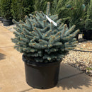 Montgomery Blue Spruce - Picea pungens - 10 Gallon Potted Shrub