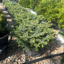Silver Mist Juniper - Juniperus conferta - 3