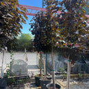 Maple Norway Crimson King Tree, 15 Gal.