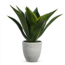 Raz, Potted Agave