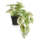 Raz, Potted Candidum Caladium, 21"