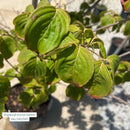 Satomi Chinese Dogwood - Cornus kousa - 7