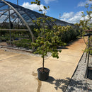 Satomi Chinese Dogwood - Cornus kousa - 7