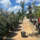 Honeycrisp Apple - Malus - 7