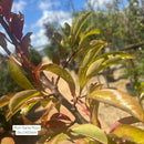 Santa Rosa Plum Tree - Prunus - 7