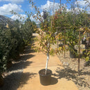 Santa Rosa Plum Tree - Prunus - 7