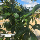 Northern Splendor Black Gum - Nyssa sylvatica - 10
