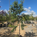 Northern Splendor Black Gum - Nyssa sylvatica - 10