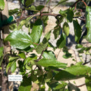 Stanley Plum Tree - Prunus - 10