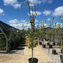 Stanley Plum Tree - Prunus - 10