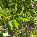 Plum Toka Tree - Prunus - 10