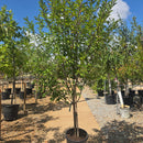 Plum Toka Tree - Prunus - 10