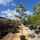 Honeylocust Sunburst Tree, 15 Gal.