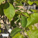 Honeycrisp Apple - Malus - 7