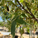 Silver King Sweet Gum - Liquidambar styraciflua - 15