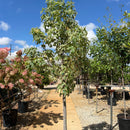 Silver King Sweet Gum - Liquidambar styraciflua - 15
