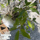 Sweetbay Magnolia - Magnolia virginiana - 5 Foot Ball & Burlap Tree