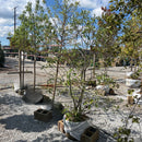 Sweetbay Magnolia - Magnolia virginiana - 5 Foot Ball & Burlap Tree