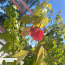 October Glory Red Maple - Acer rubrum - 7