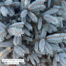 Fat Albert Blue Spruce - Picea pungens - 4-5 Foot Ball & Burlap Tree