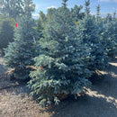 Fat Albert Blue Spruce - Picea pungens - 4-5 Foot Ball & Burlap Tree